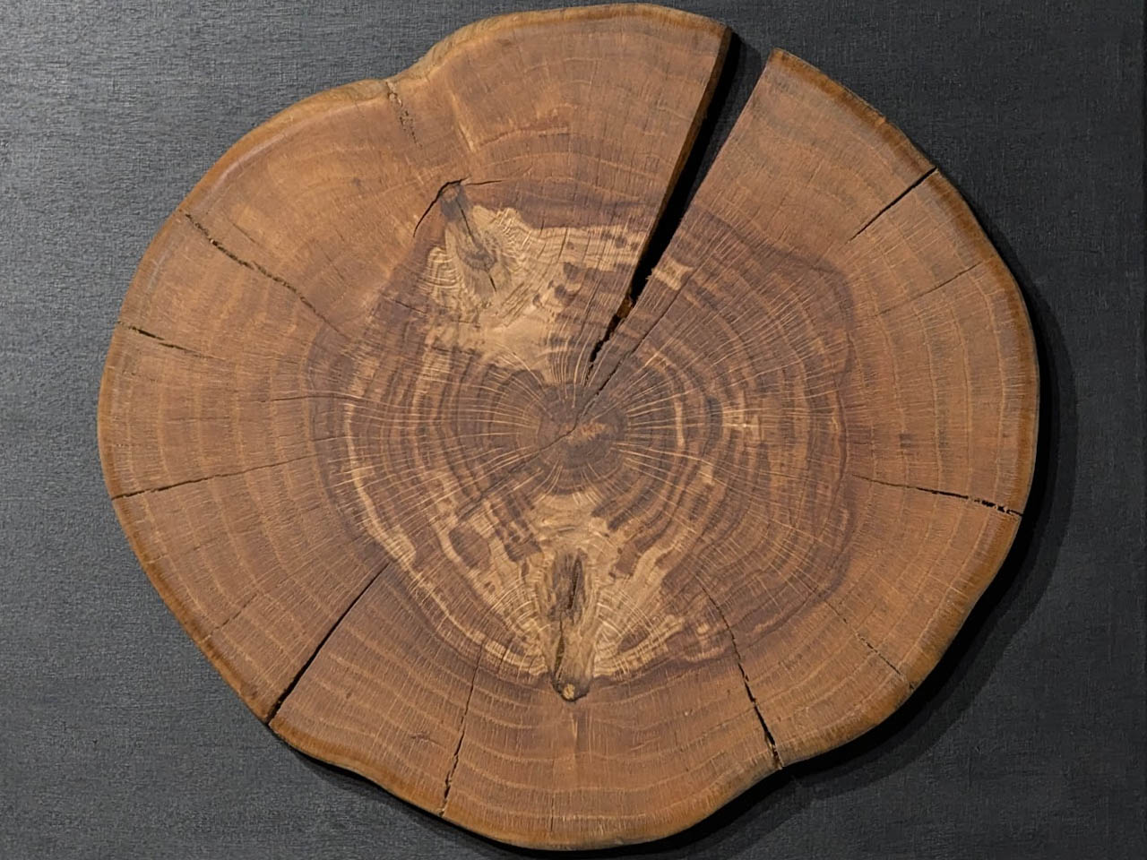 A close-up of black locust wood end grain
